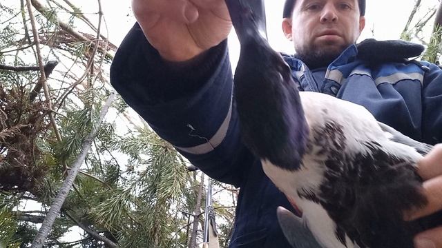Добыл весенних красавцем