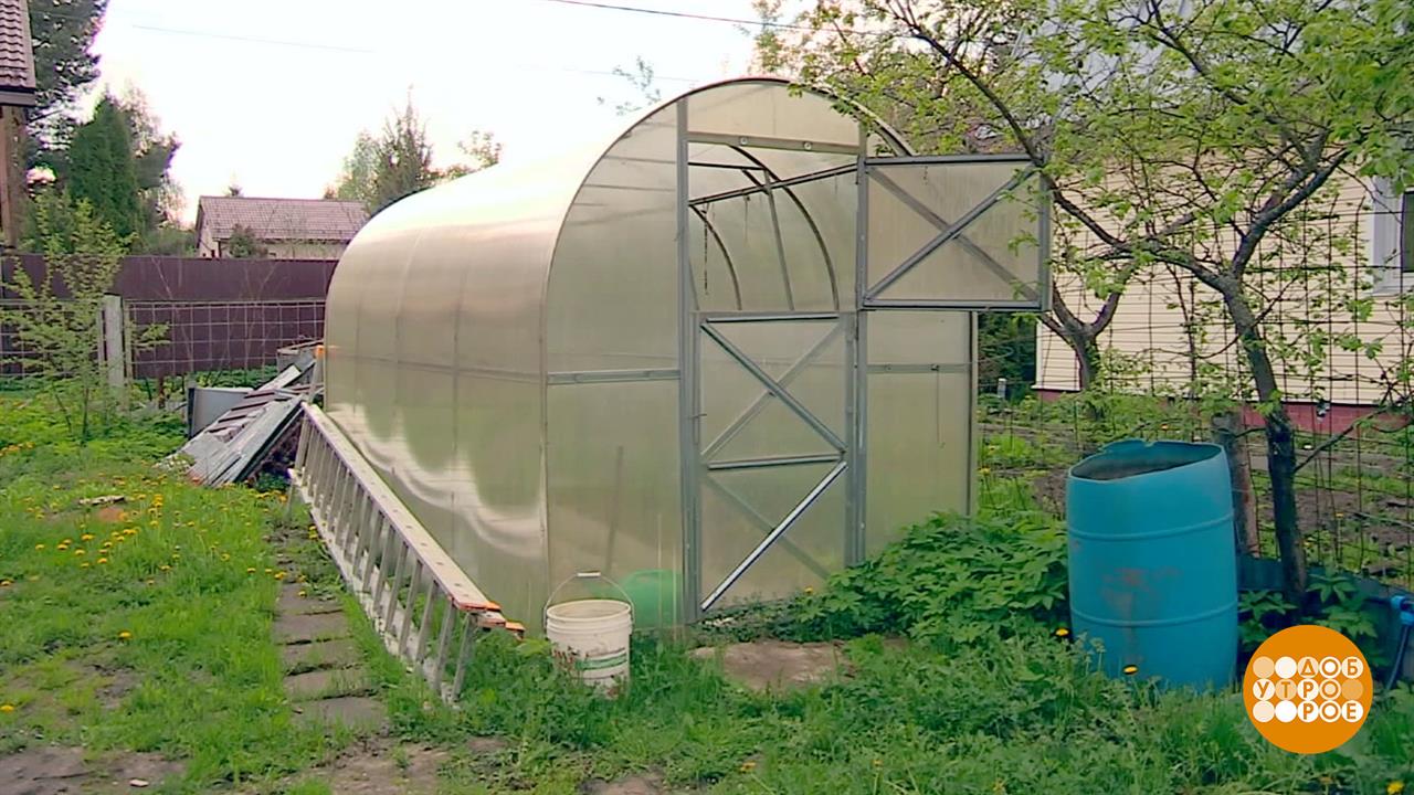 В теплице должно быть тепло! Но не жарко... Доброе утро. Фрагмент выпуска от 20.05.2026
