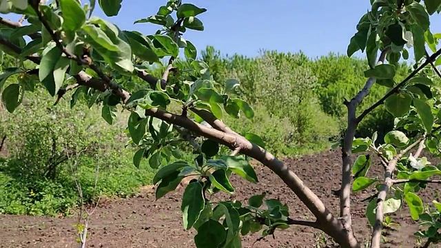 Наш цветущий сад. Май 2026