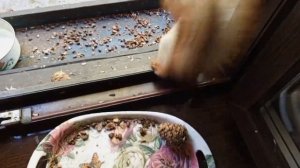 голодные белки и в дождь бегут в столовую
