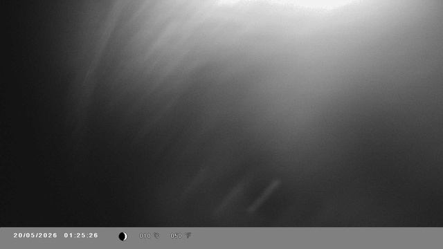 Медведь белогрудка попался на фотоловушку