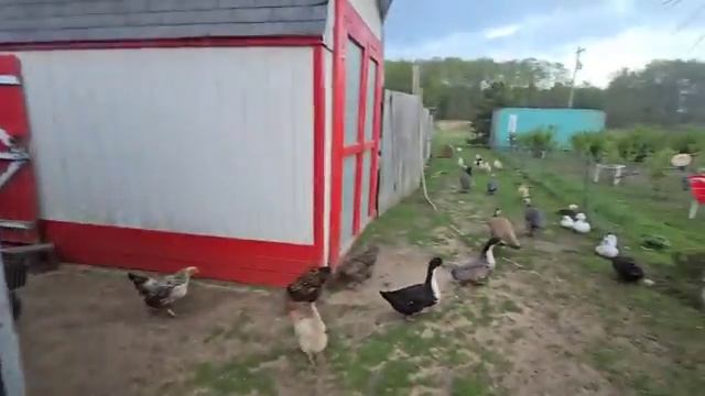 ЕДУ В КОСТКО ЗА МОЛОКОМ КОШУ ГАЗОН СЕЛЬЧАНКА В АМЕРИКЕ