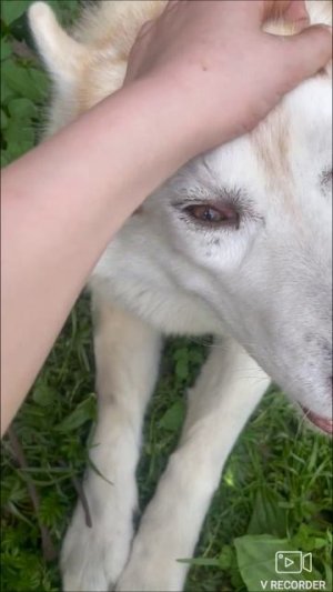 Мой пес 🐕🦺