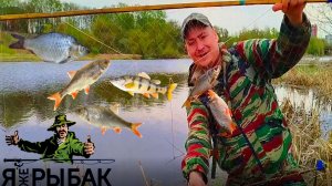 Рыбалка на Флажки в Реке Уводь Плотва с Икрой
