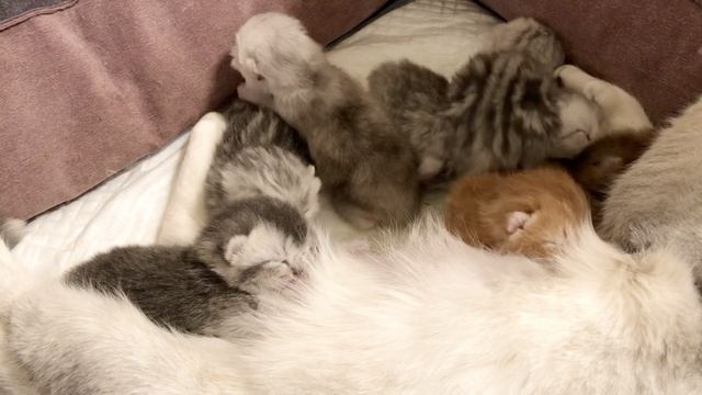 Котятам 7 дней.