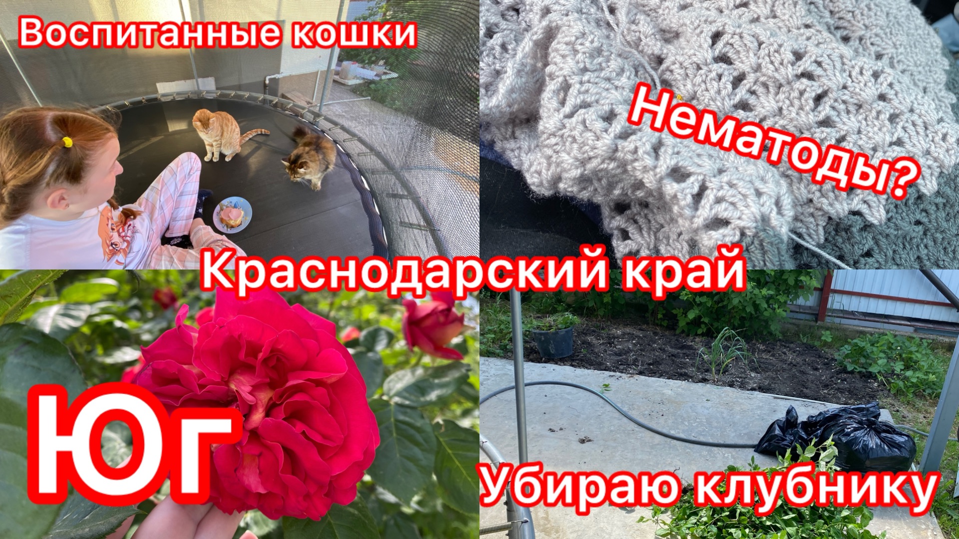 Купили дом. Клубника пропала. Выкапываю всю. Сварили под ковры. Ужин во дворе. Жизнь на юге.