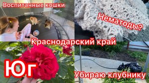 Купили дом. Клубника пропала. Выкапываю всю. Сварили под ковры. Ужин во дворе. Жизнь на юге.