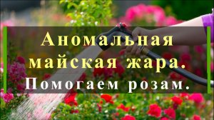 Аномальная майская жара. Помогаем розам.