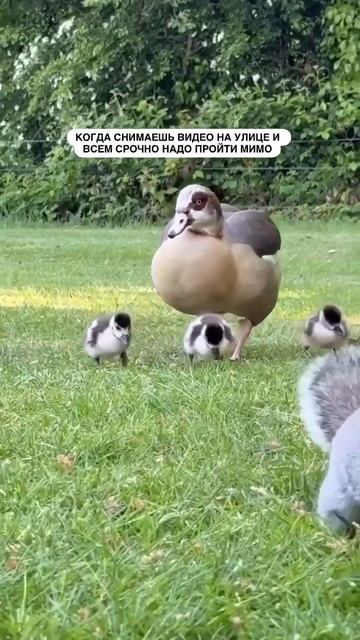 Видео от Красноярская тайга. Фотоловушки