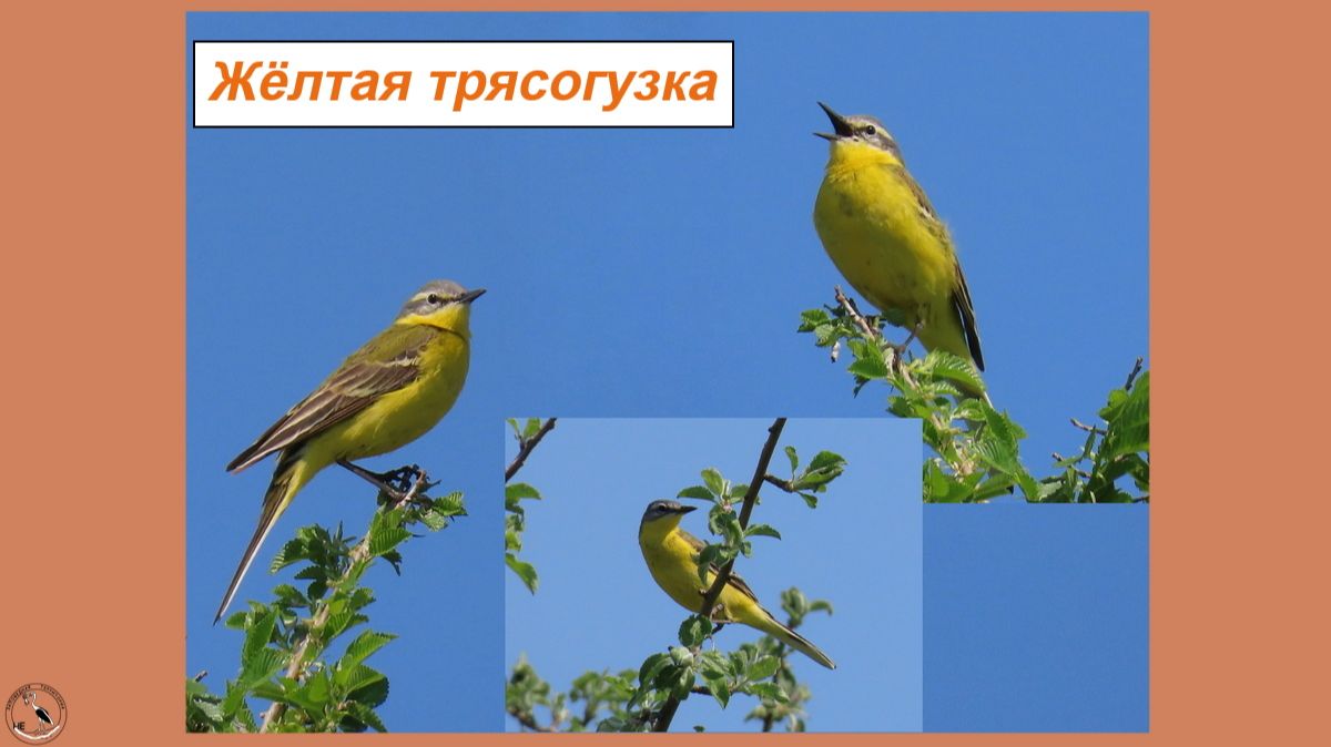 Очень яркая трясогузка - жёлтая же! Поёт смотреть онлайн