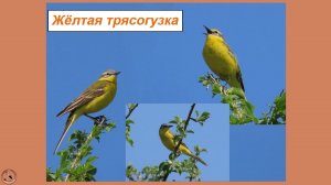 Очень яркая трясогузка - жёлтая же! Поёт