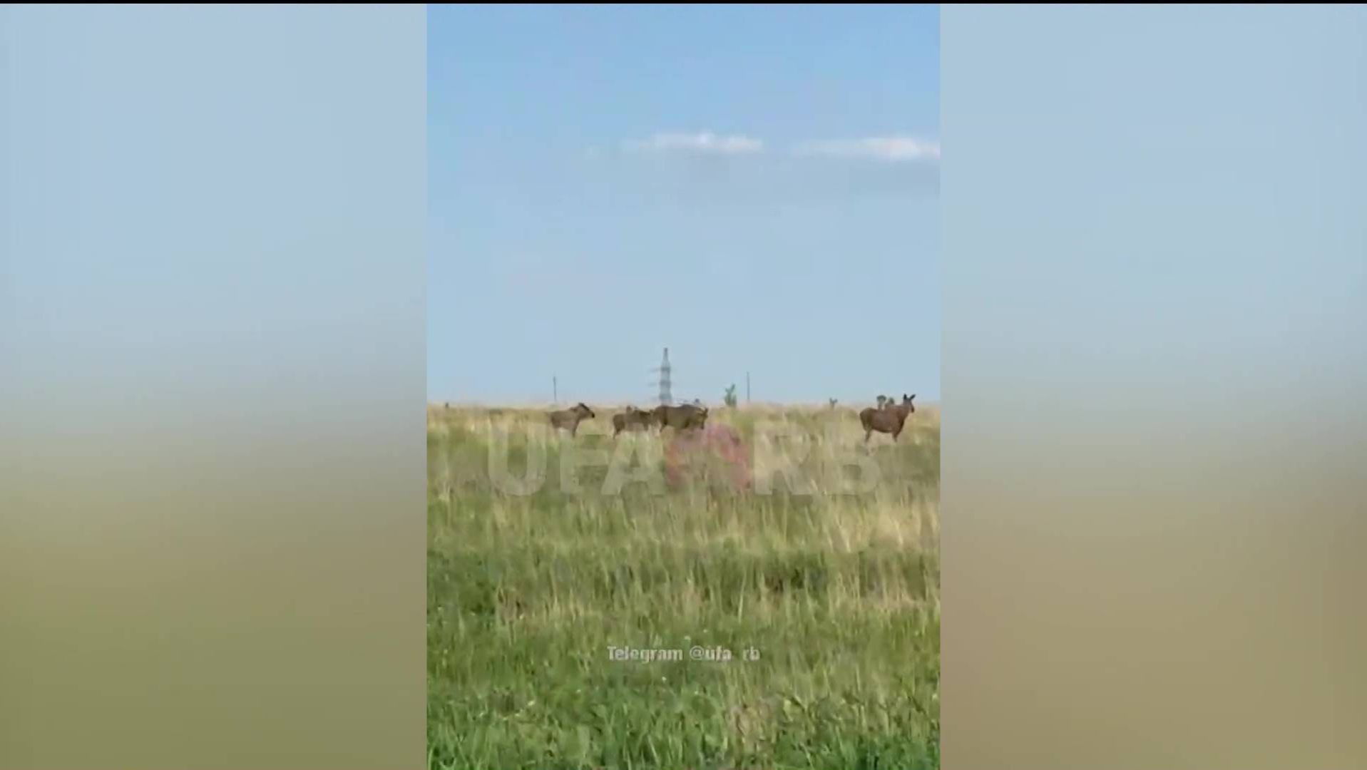 Под Уфой заметили лосей, гуляющих рядом с трассой