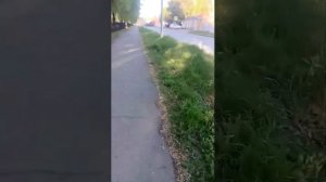 стрим прогулка