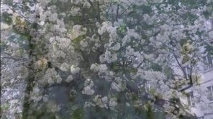 Разгуляйся ты, погода! – читает автор Нина Шеменкова, г. Пенза