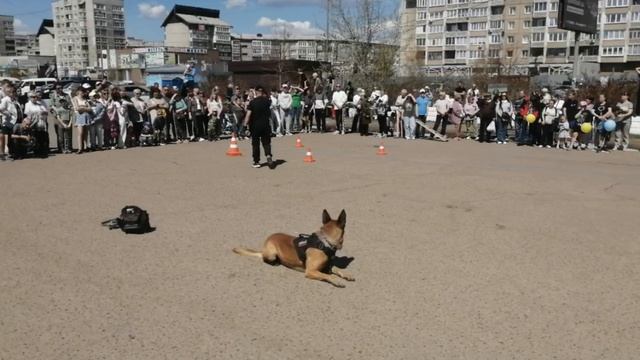 9 МАЯ 2026 ПОКАЗАТЕЛЬНЫЕ ВЫСТУПЛЕНИЯ СОБАК. БЕЛЬГИЙСКИЙ МАЛИНУА - ФОКС