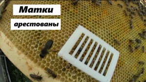 Ограничение матки - естественный процесс в пчелиной семье.