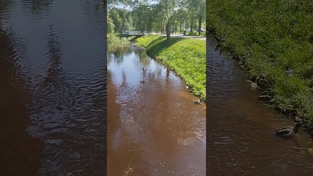 1000114586.mp4 20.05.2026Привет! Прошли погуляем!