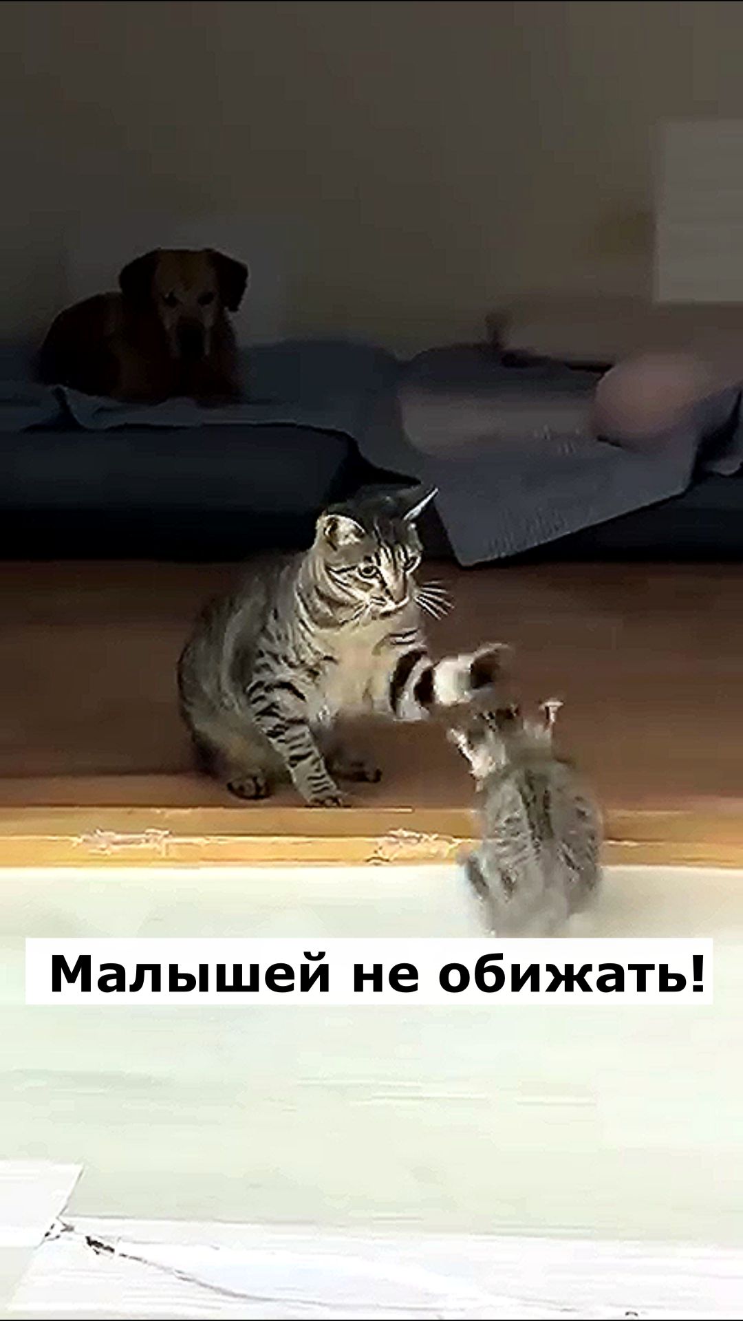 Малышей не обижать! Астральные котики.#котик #нежность #юмор #прикол #шутка #позитив #настроение