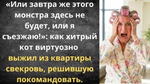 Свекровь решила покомандовать, но вмешался кот | Истории из жизни