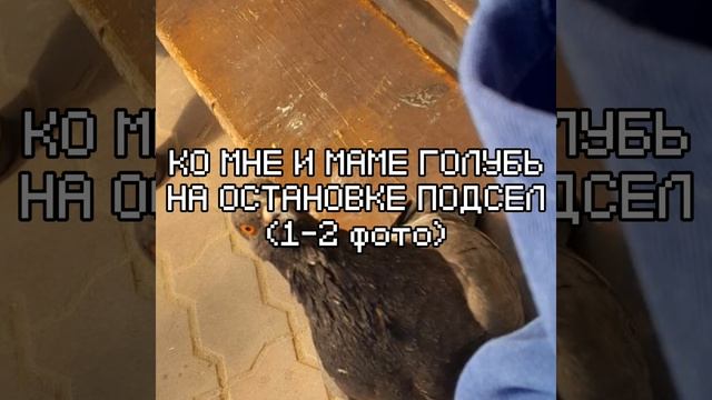 голубь