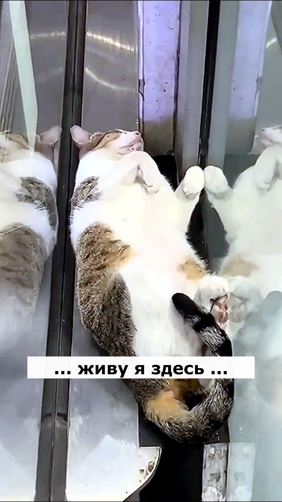 Живу я здесь. Астральные котики.#котик #нежность #юмор #прикол #шутка #позитив #настроение #отдых