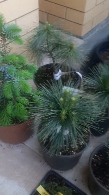 ❤🌲Поставка Германии, сосны в ассортименте
✔Продажа растений в макс и телеграм канале: Https://t.me/l