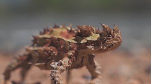 Ящерица Молох. Как добыть воду в пустыне