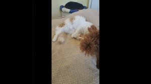 🐈🐕🐩