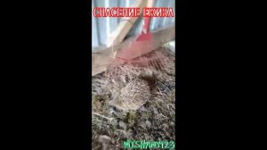 СПАСЕНИЕ ЕЖИКА #ЖИВОТНЫЕ #ЁЖИК #ПРИРОДА #MISHANY123 #M123