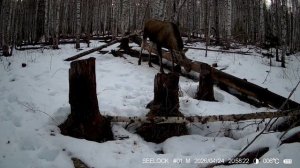 Лоси на втором солонце. Дела огородные.