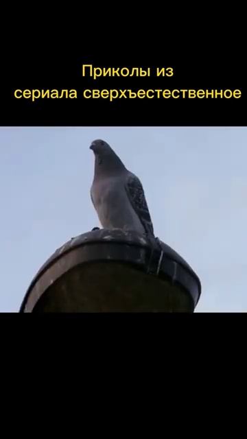 Приколы из сверхъестественного смотреть онлайн