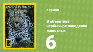 В объективе: необычное поведение животных 6 серия (документальный сериал, 2007)