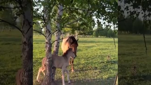 Чудесное спасение жеребёнка в Башкирии

Его мама металась около дороги, прося о помощи. Фермер Саг