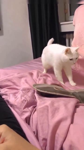 Как он чувствует бит)))