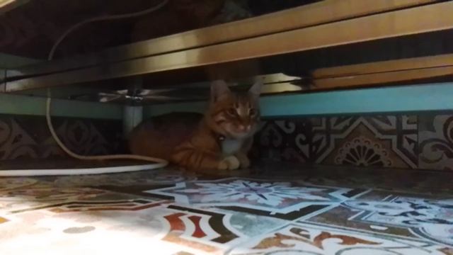 мой милый котик