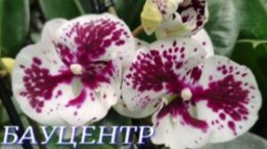 №1187/ ОБЗОР  цветов и ОРХИДЕЙ в БАУЦЕНТРЕ на ДАНИЛЫ ВОЛКОРЕЗА № 2