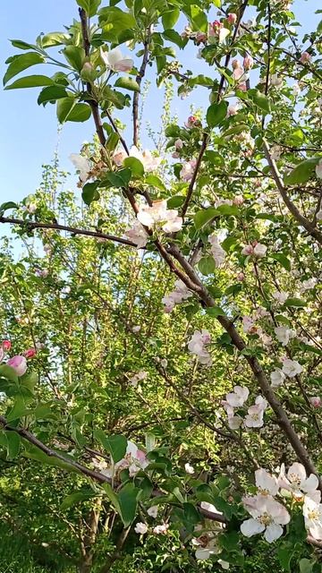 Яблони цветут🌸🌸🌸