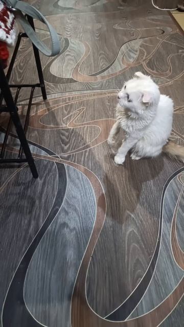 Бой Нимфы с моим рюкзаком😂😂😂  Малышка все ещё ждёт своих котородителей ✨