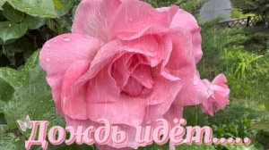 Это невероятно КРАСИВО 💯⚡️ РОЗЫ ПОД ДОЖДЁМ ‼️🌹20.05.2026. ☑️ Дождь идёт…