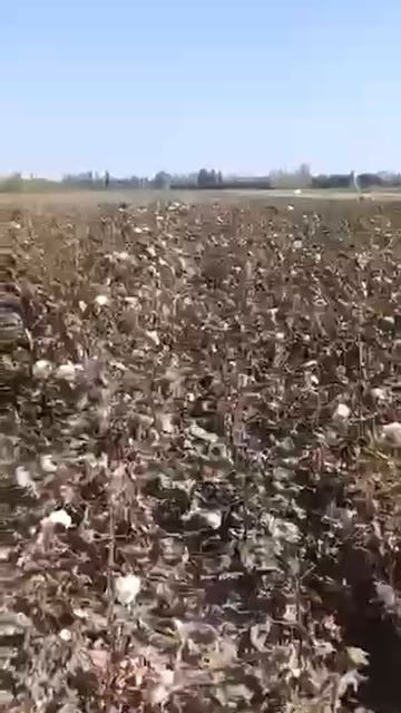 Цитогумат на хлопке