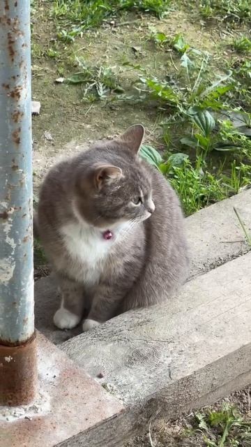 Монастырский кот