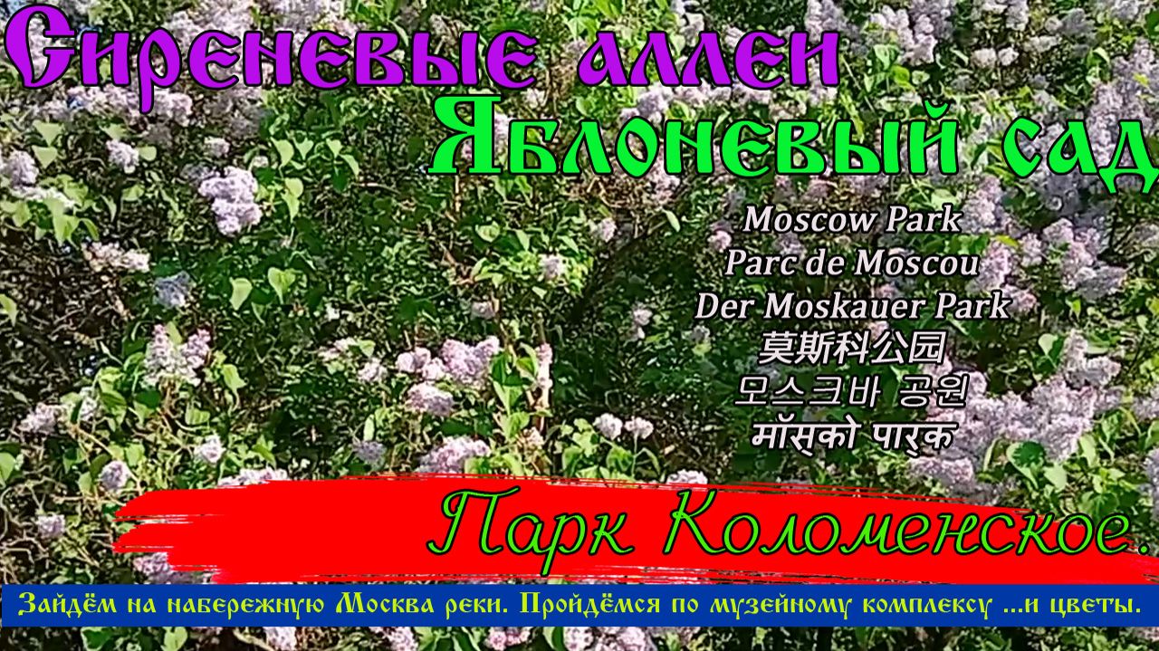 В Москве цветет сирень. Сиреневые аллеи и яблоневый сад в парке Коломенское. Прогулка по парку. смотреть онлайн