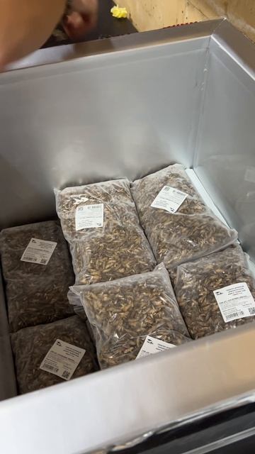 🧊 Заморозки стало ещё больше! 🦗