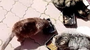 События одного дня. Думала, сделаю выходной. А нет, не умею.