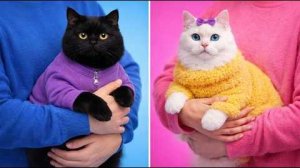 У кошки появился крошечный дом мечты 🐱✨