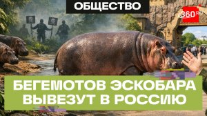 Московский зоопарк против эвтаназии «кокаиновых бегемотов» Эскобара