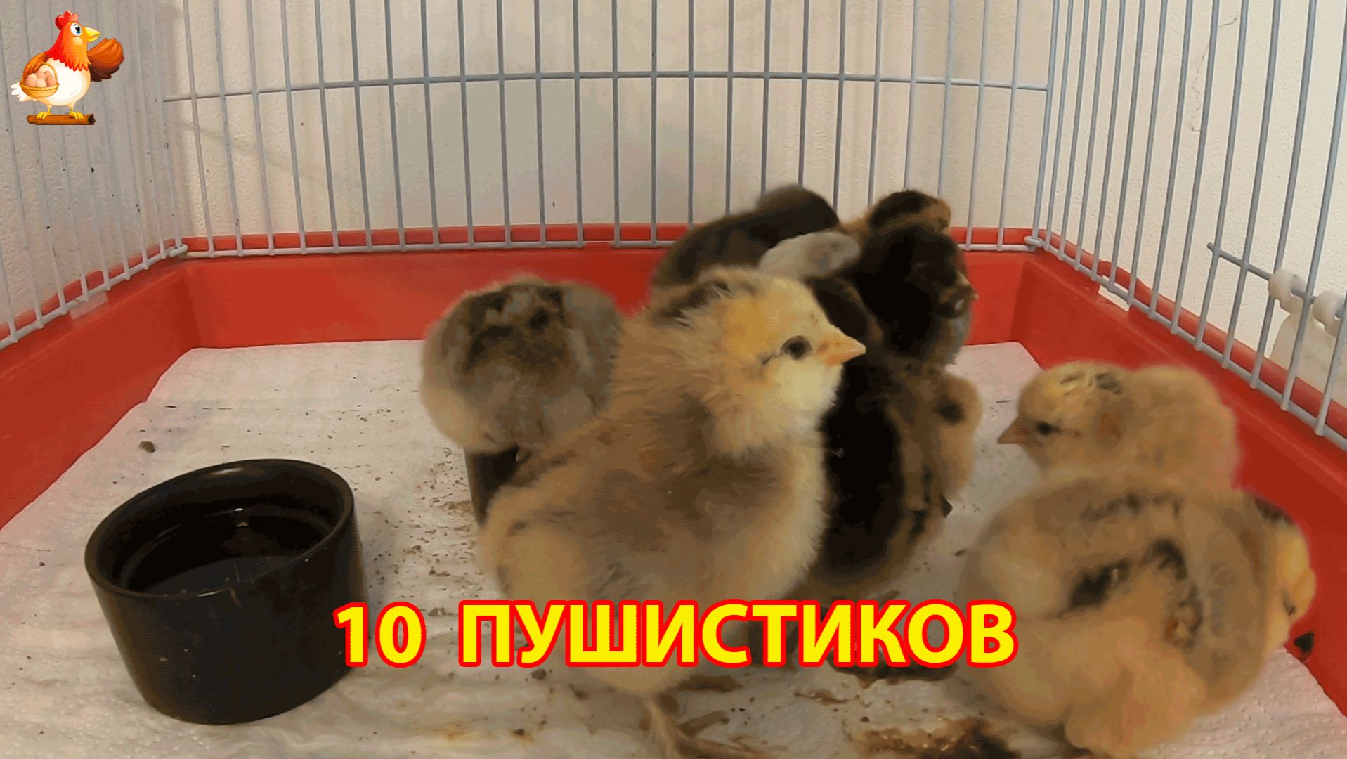 10 цветных цыплят после инкубатора поселились в клетке и скоро уедут в новый дом (3)
