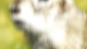 1000001108.mp4
