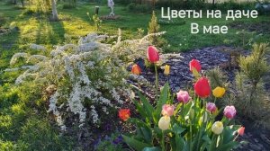 16 мая 2026 года цветы в мае, работа и отдых на даче, боремся с одуванчиками, наслаждаемся красотой