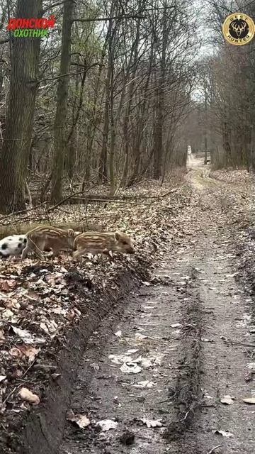 Охота на кабана  - Славная будет охота - Полосатики подрастают